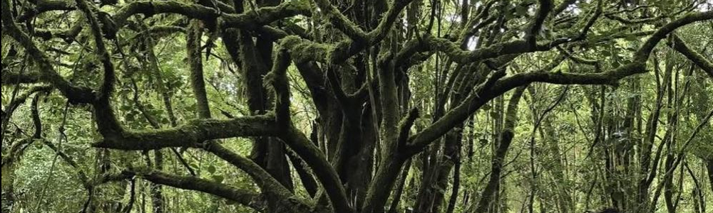 User banner image